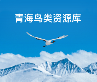 青海鳥類資源庫